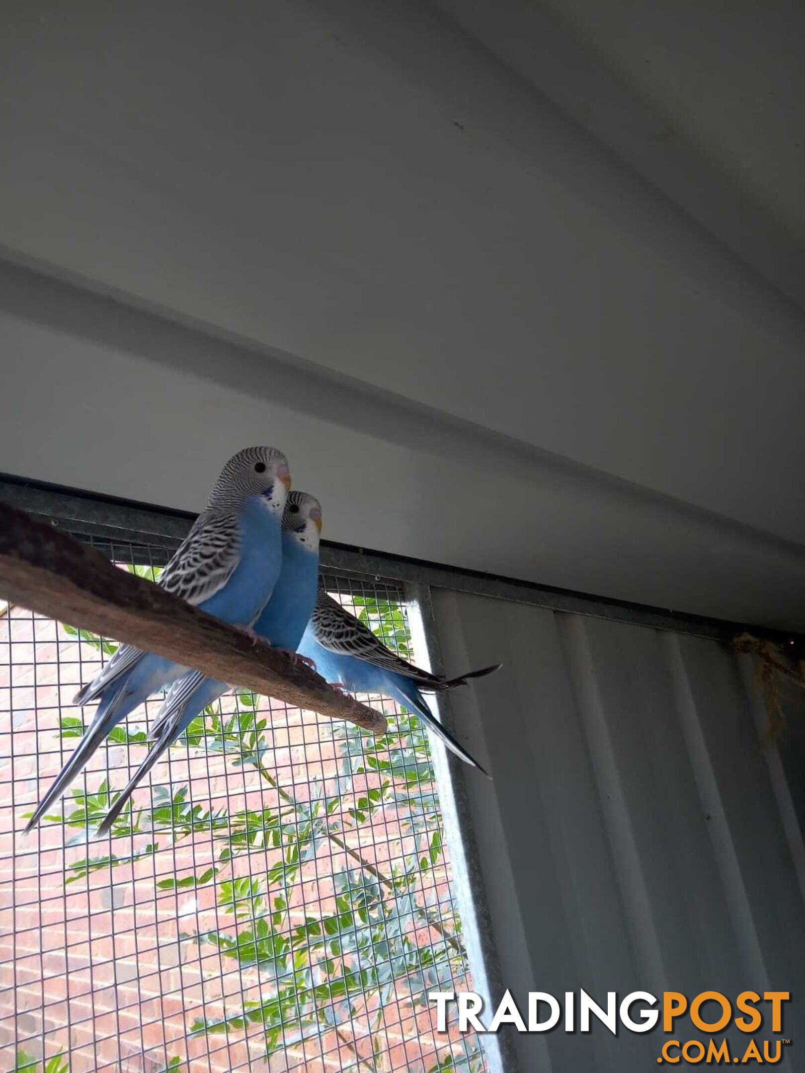 Blue Baby Budgies for Sale