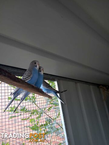 Blue Baby Budgies for Sale