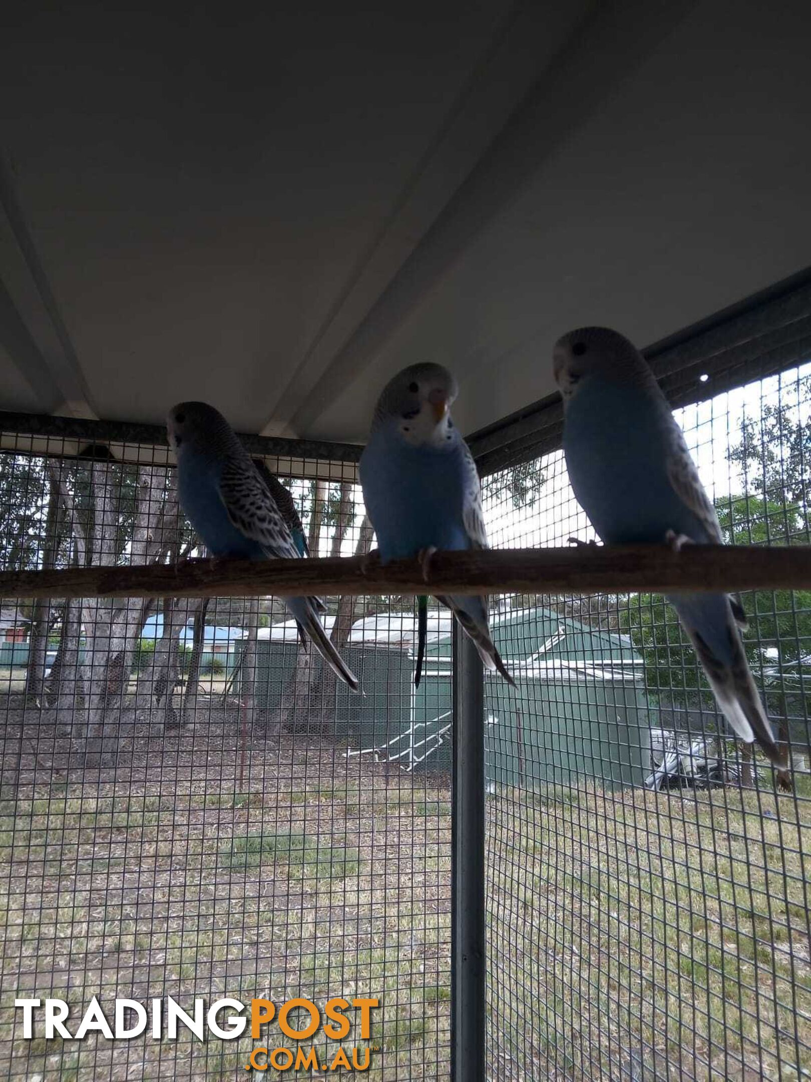 Blue Baby Budgies for Sale