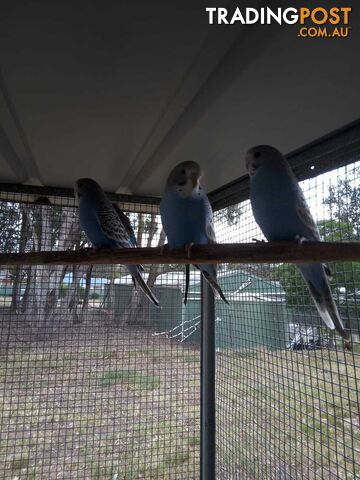 Blue Baby Budgies for Sale