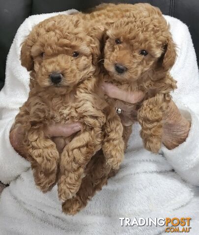 Spoodle puppies