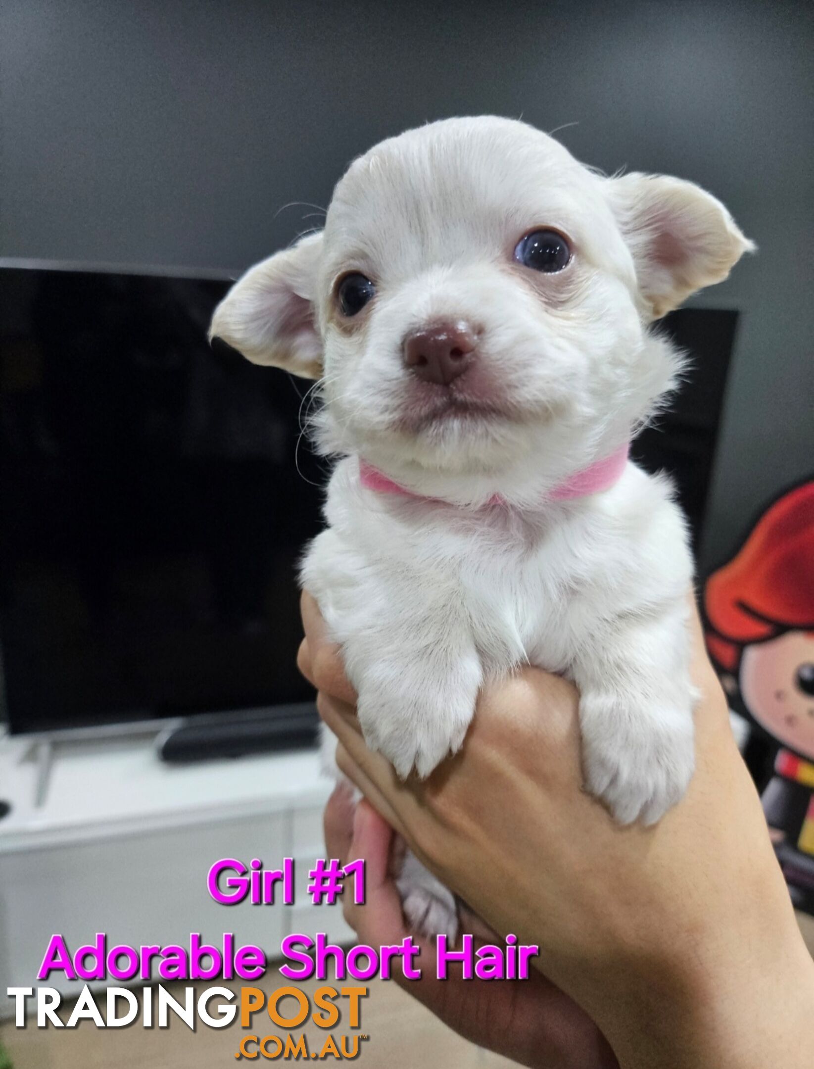 Purebred Chihuahua Puppies