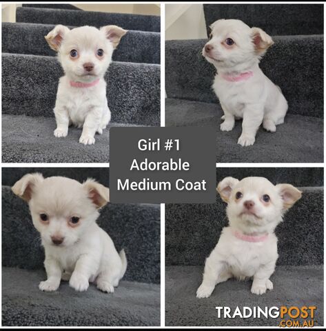 Purebred Chihuahua Puppies Ready Now