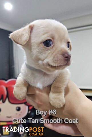 Purebred Chihuahua Puppies