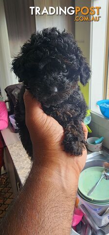 Tiny Toy Poodles for Sale