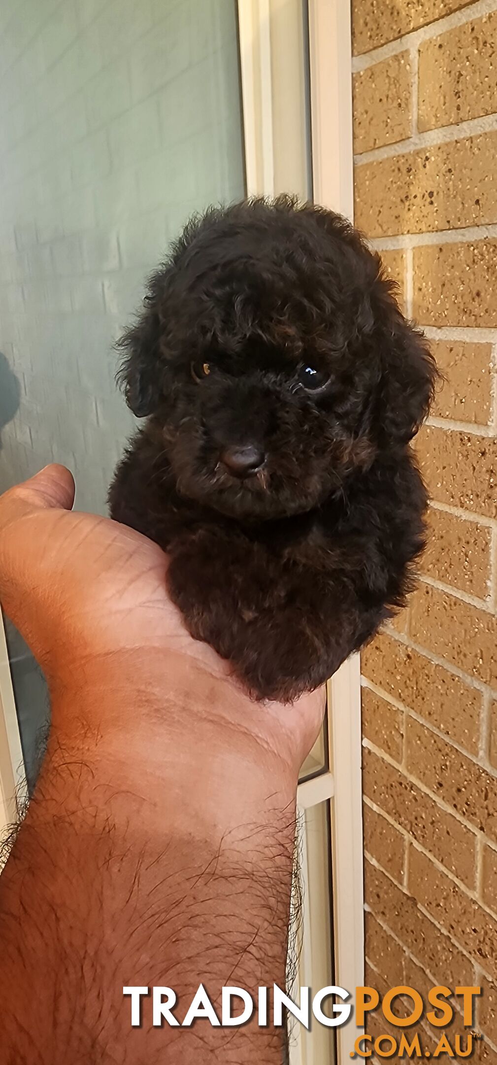 Tiny Toy Poodles for Sale