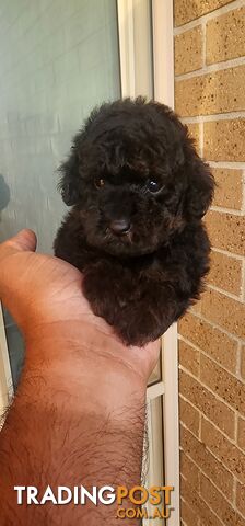 Tiny Toy Poodles for Sale