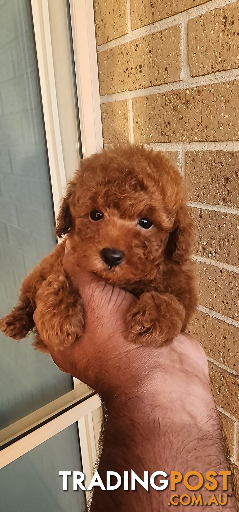 Tiny Toy Poodles for Sale