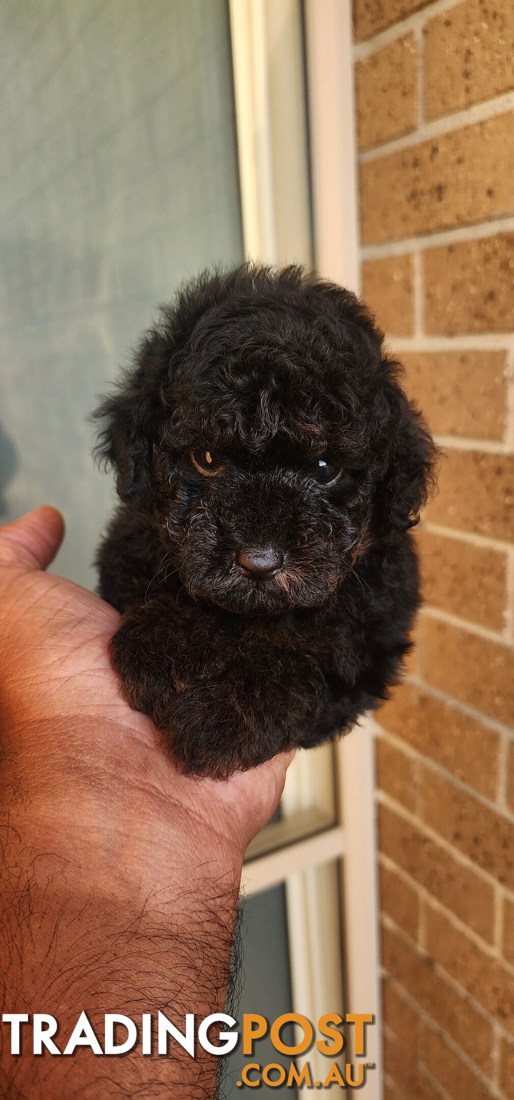 Tiny Toy Poodles for Sale