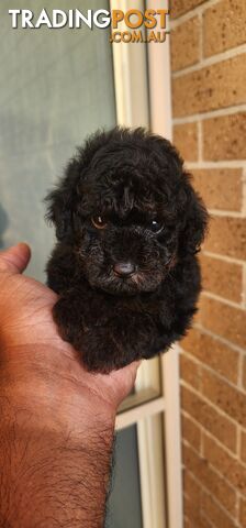 Tiny Toy Poodles for Sale