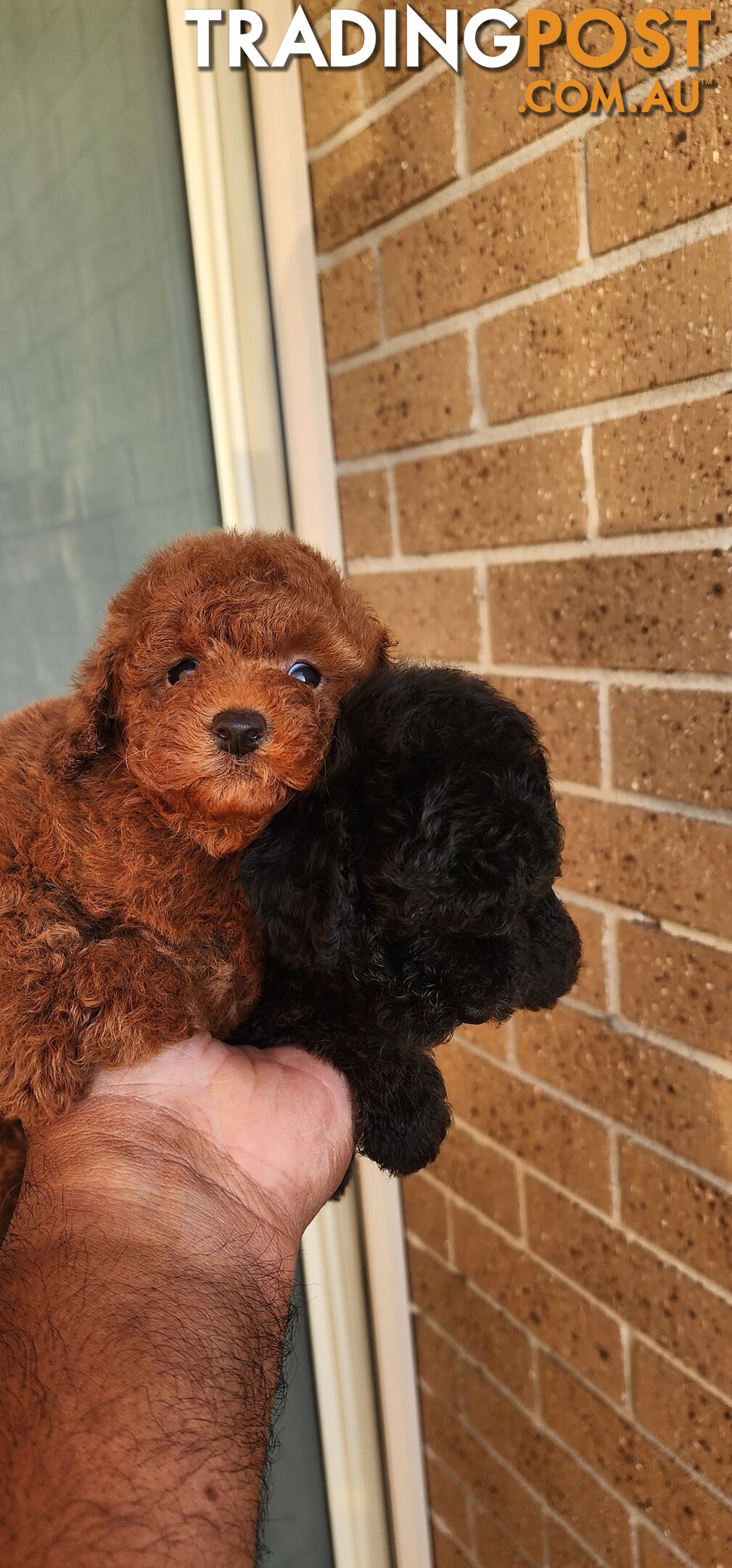 Tiny Toy Poodles for Sale