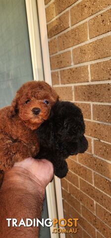 Tiny Toy Poodles for Sale