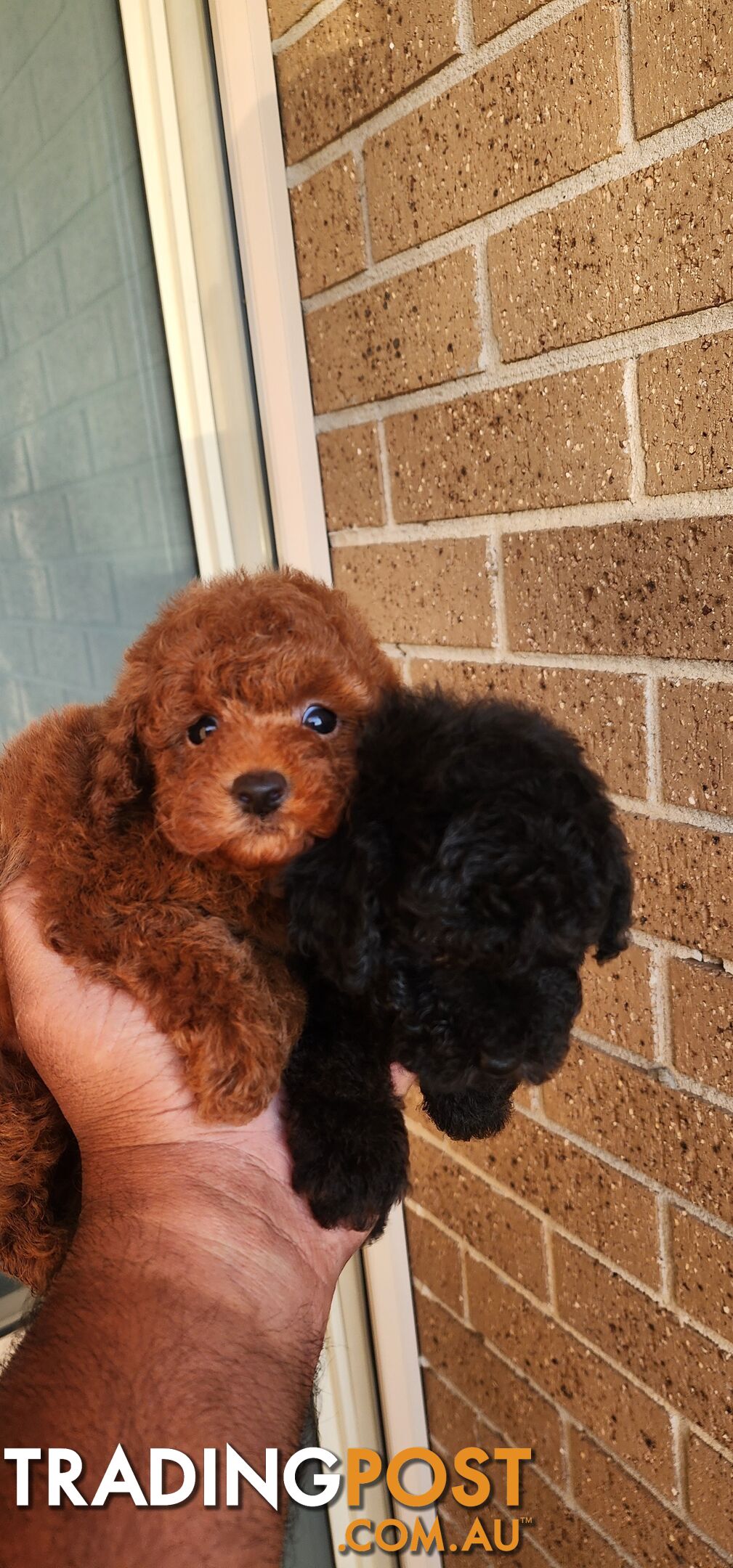 Tiny Toy Poodles for Sale