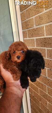 Tiny Toy Poodles for Sale