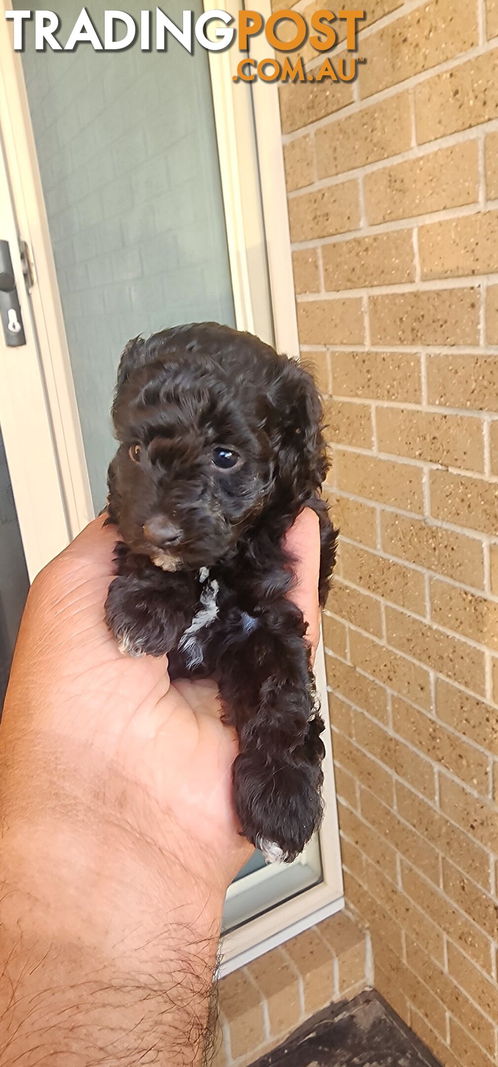 Tiny Toy Poodles for Sale