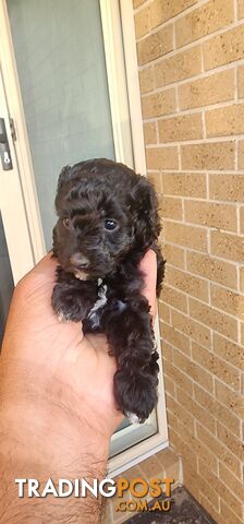 Tiny Toy Poodles for Sale