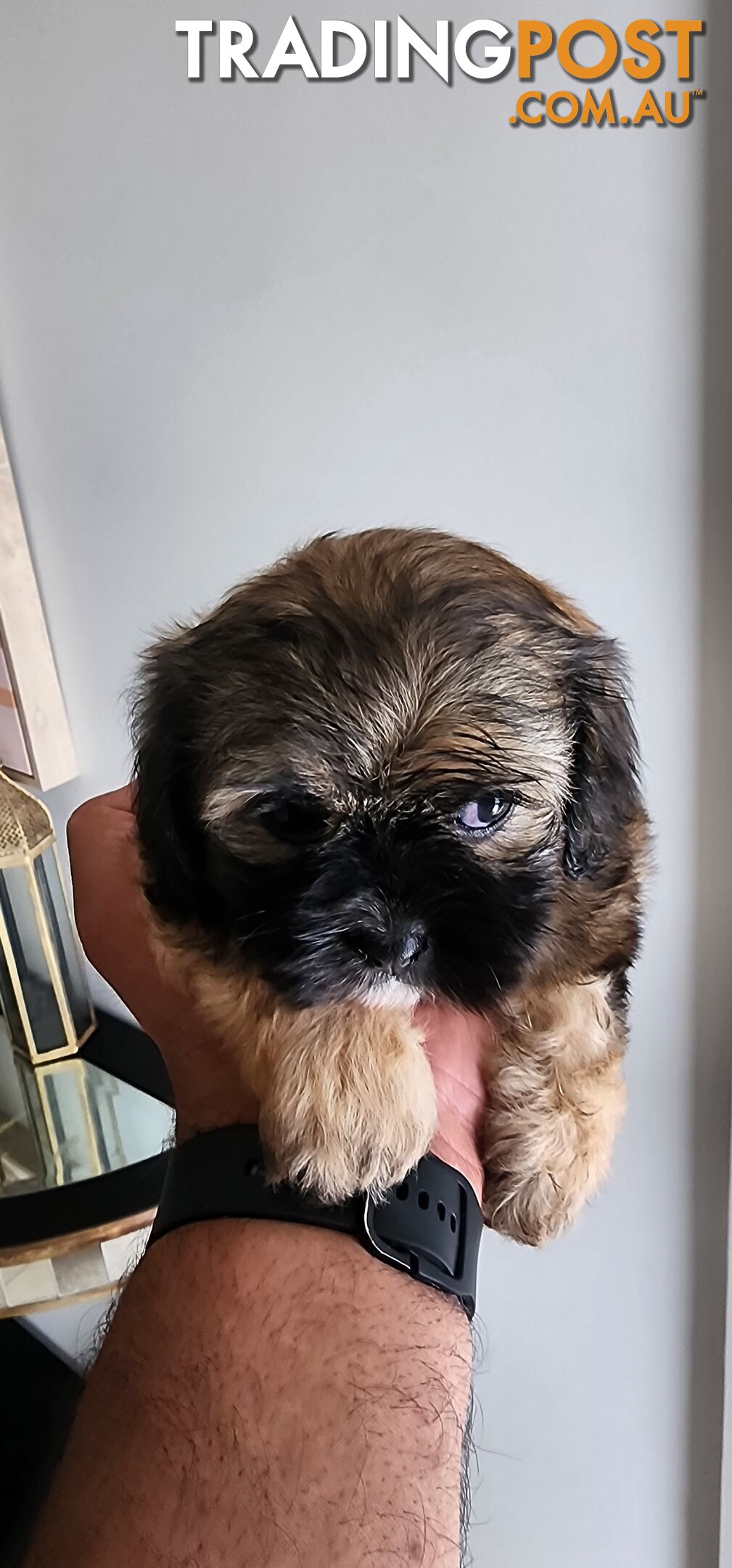 Maltese shih tzu for Sale