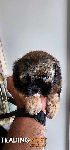 Maltese shih tzu for Sale