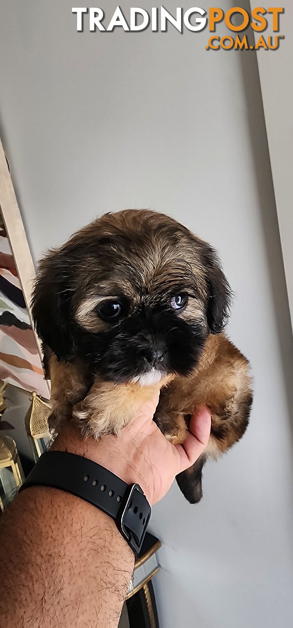 Maltese shih tzu for Sale