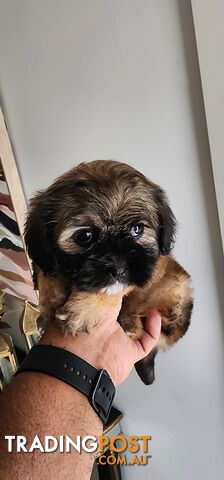 Maltese shih tzu for Sale