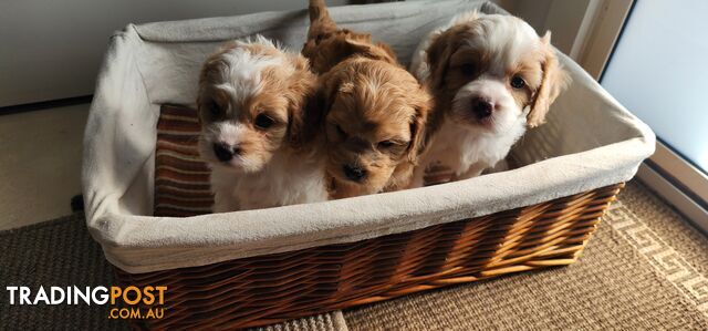 Cavoodles puppies for Sale