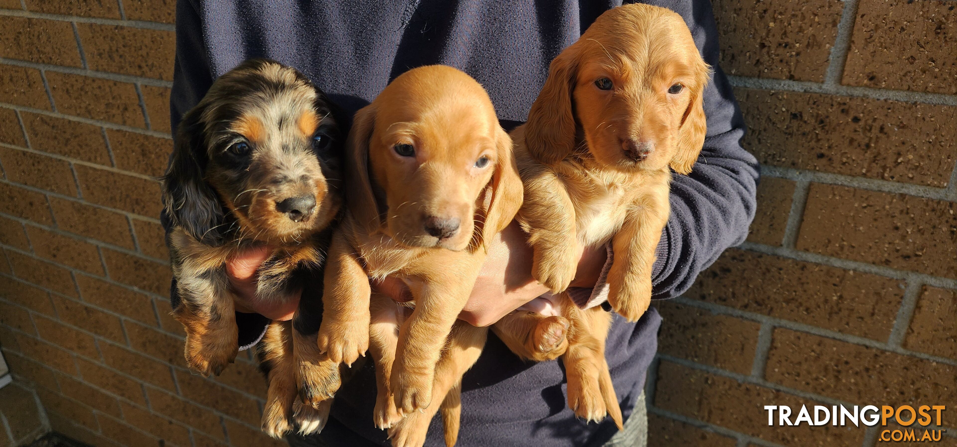 Long/short haired mini Dachshund for Sale