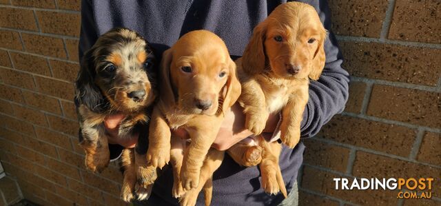 Long/short haired mini Dachshund for Sale