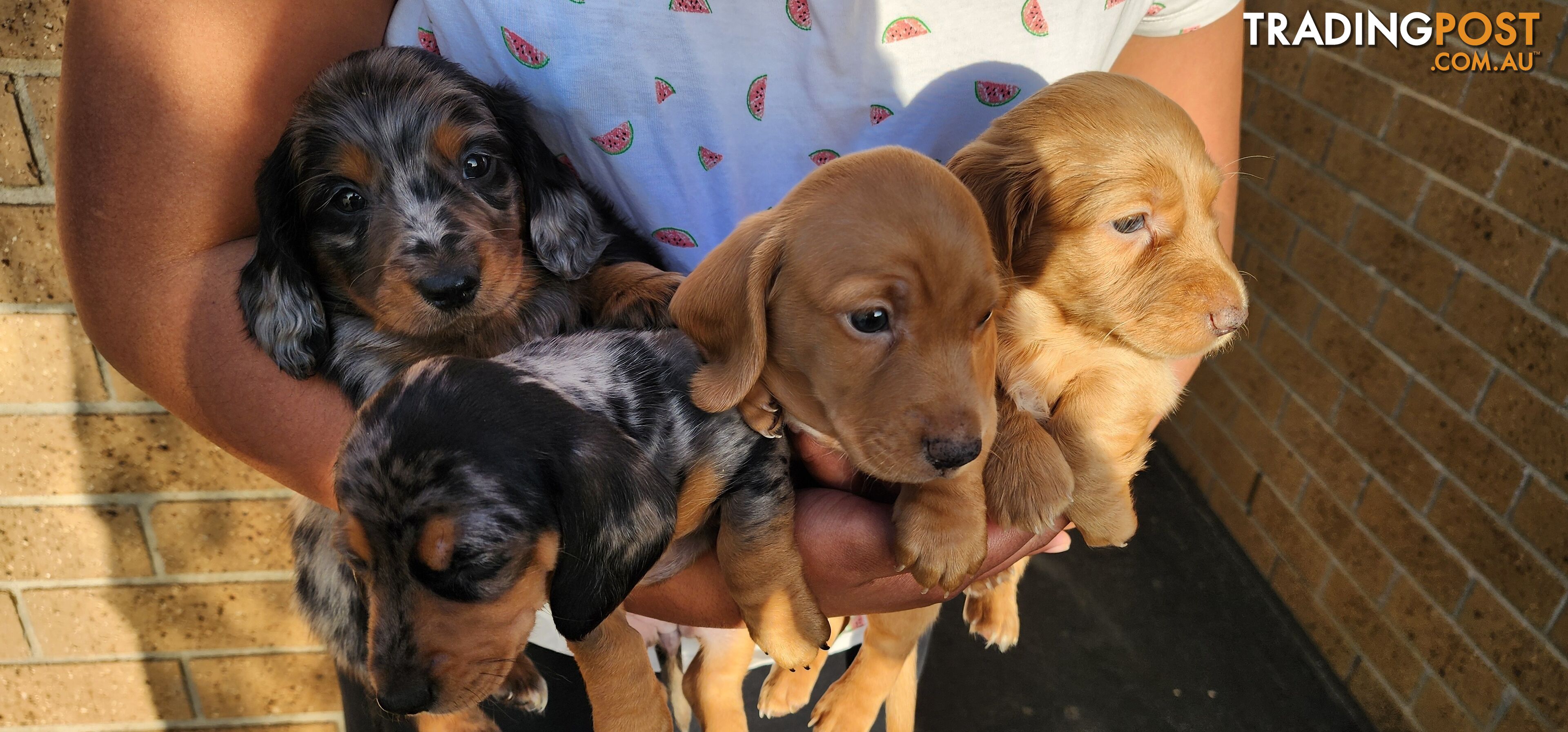 Long/short haired mini Dachshund for Sale