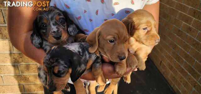 Long/short haired mini Dachshund for Sale