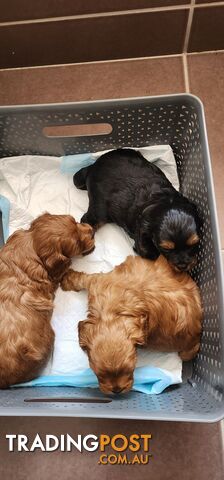 Toy Cavoodles for Sale