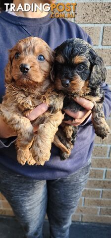 Toy Cavoodles for Sale