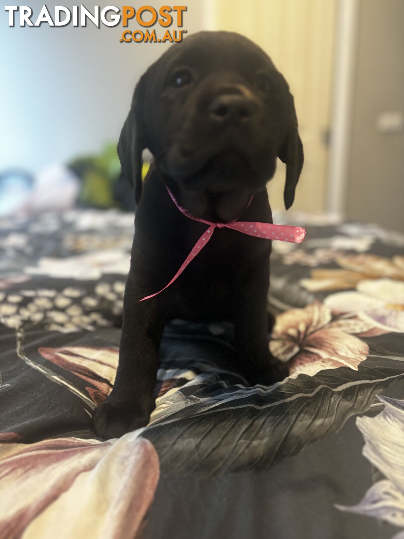 Purebred Labrador Puppies