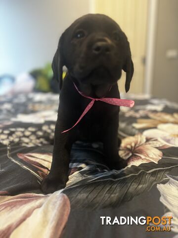 Purebred Labrador Puppies