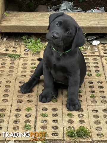 Purebred Labrador Puppies