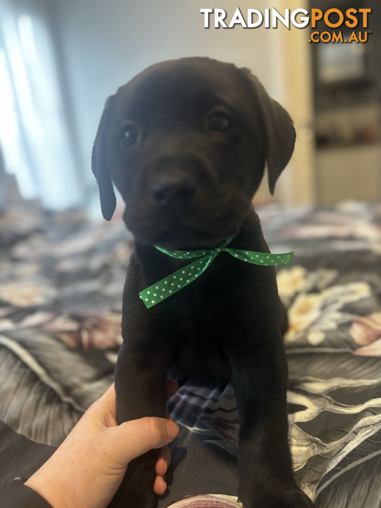 Purebred Labrador Puppies