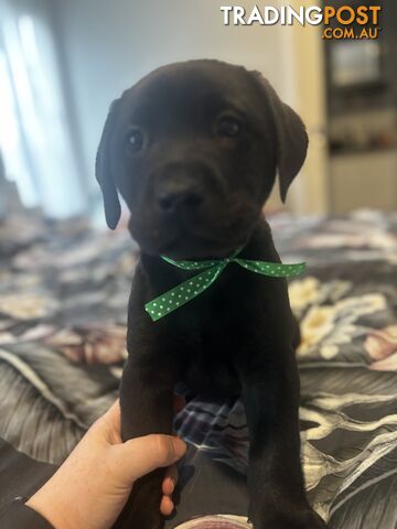 Purebred Labrador Puppies