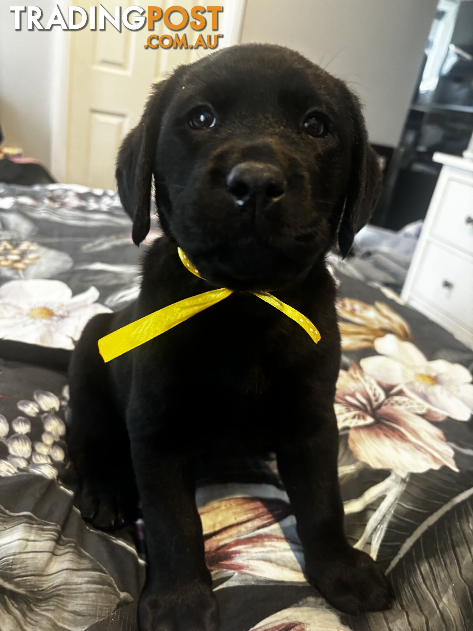 Purebred Labrador Puppies