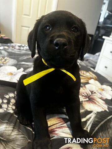 Purebred Labrador Puppies