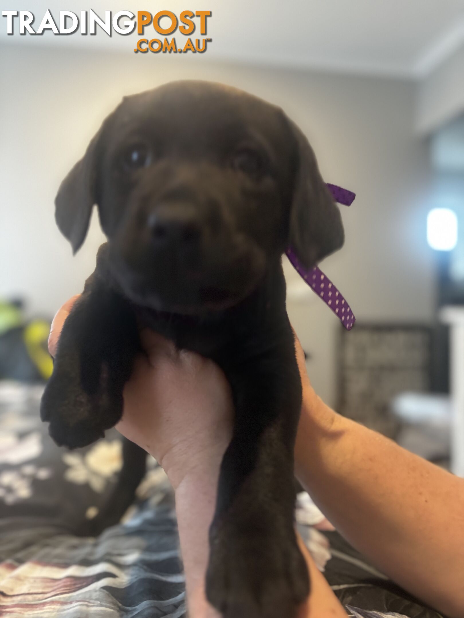 Purebred Labrador Puppies