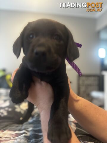 Purebred Labrador Puppies