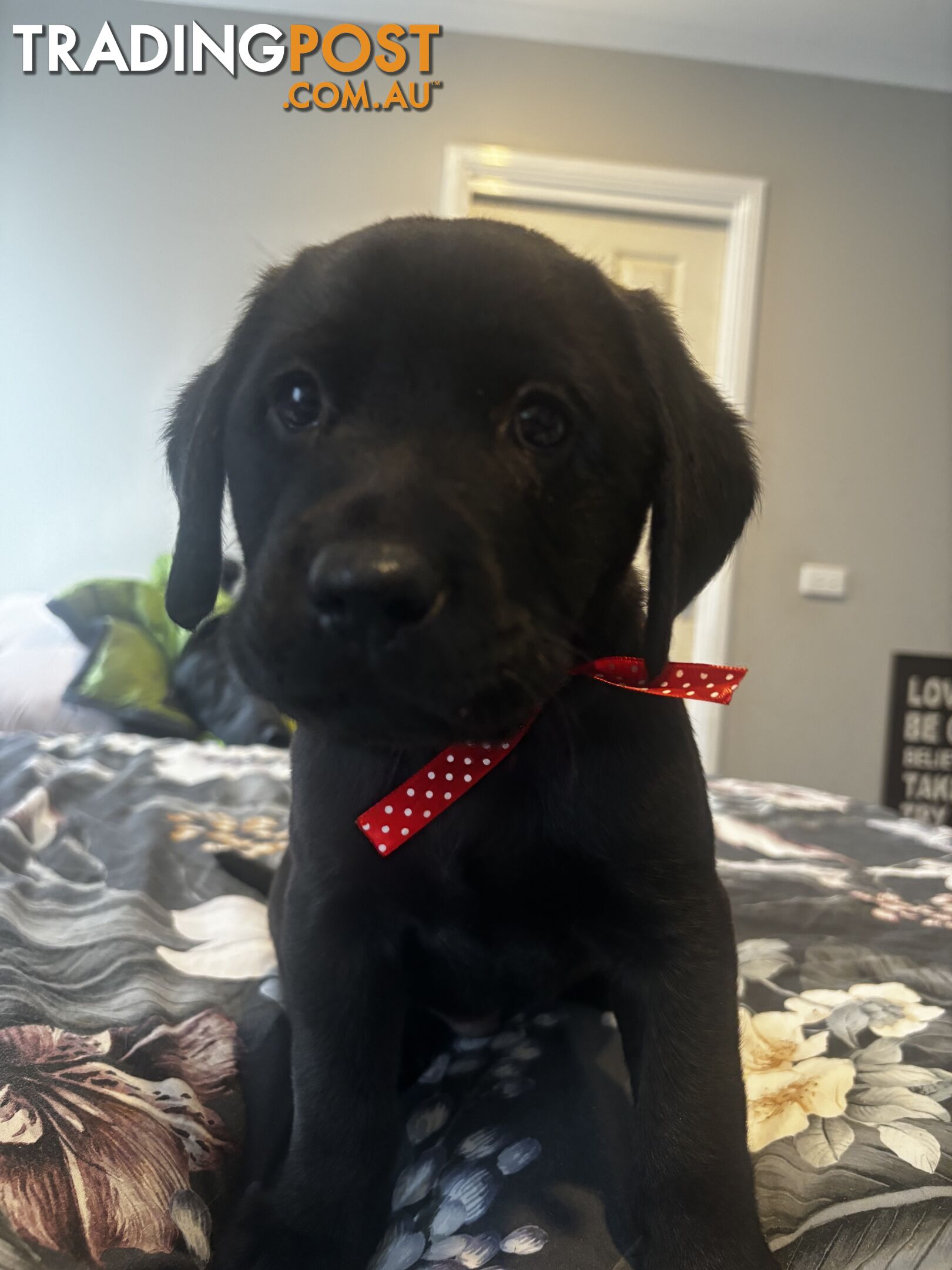 Purebred Labrador Puppies