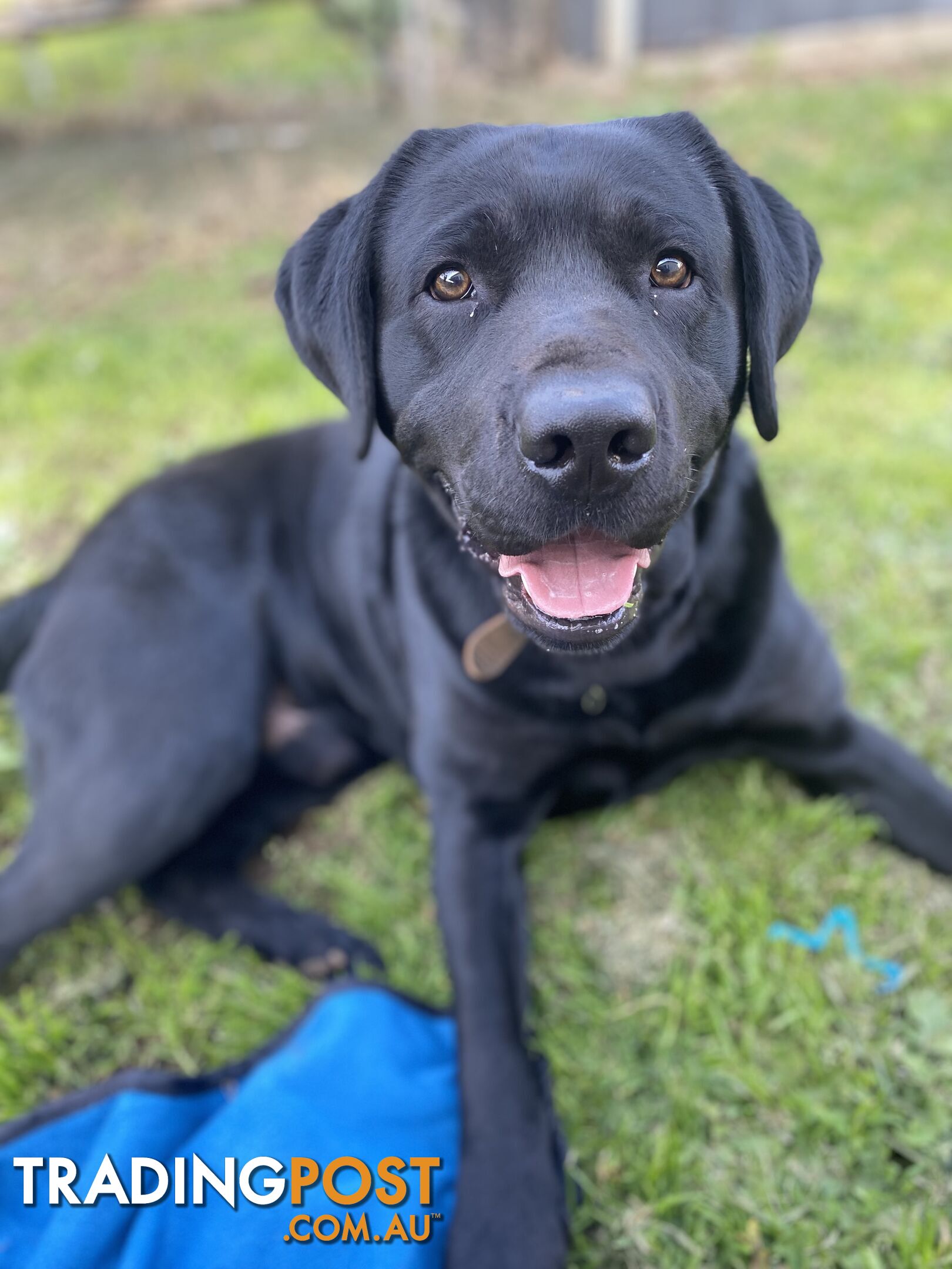 Purebred Labrador Puppies