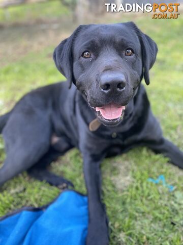 Purebred Labrador Puppies