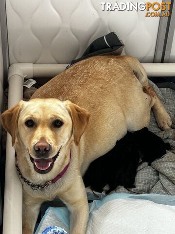 Purebred Labrador Puppies