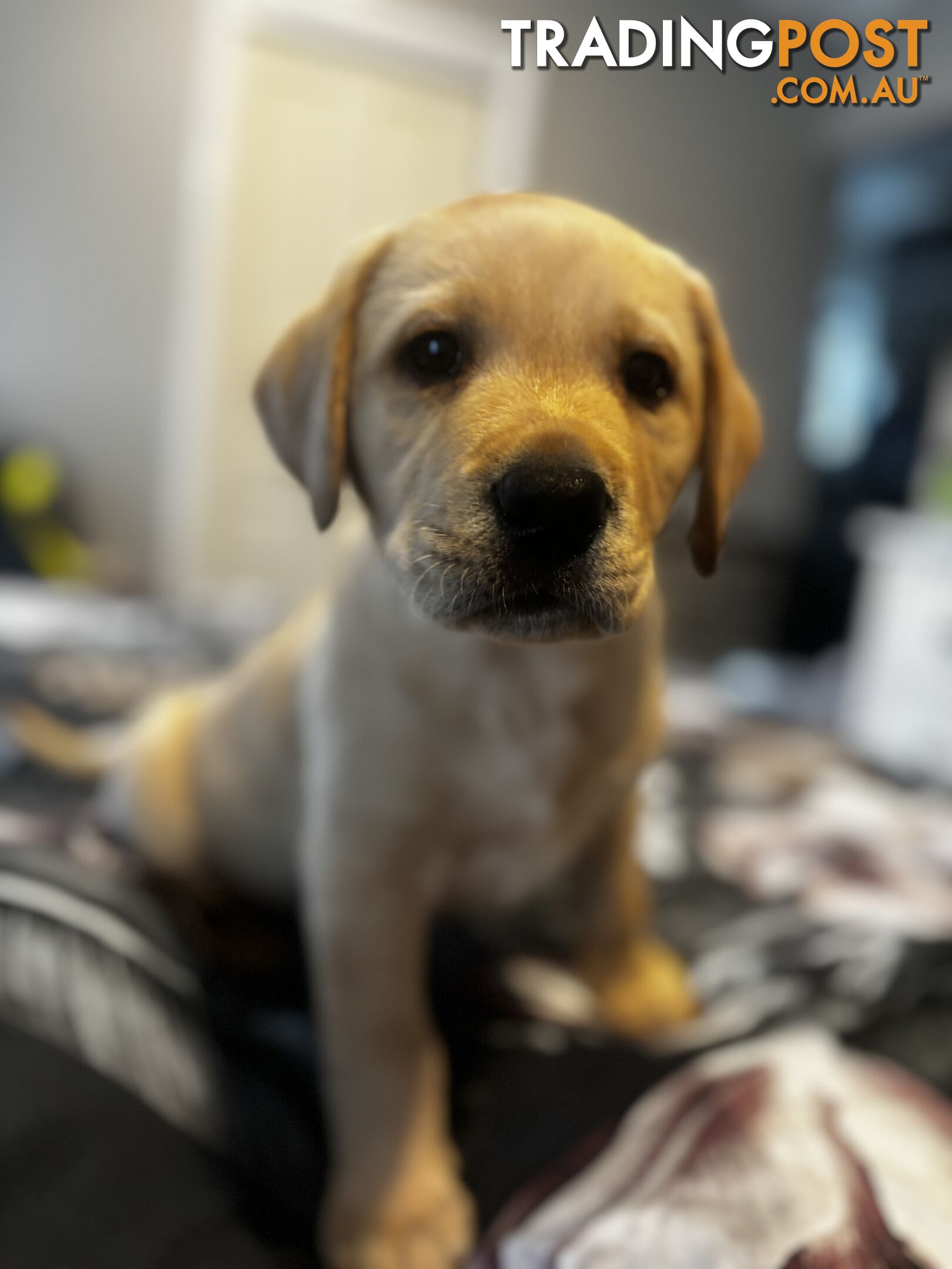 Purebred Labrador Puppies