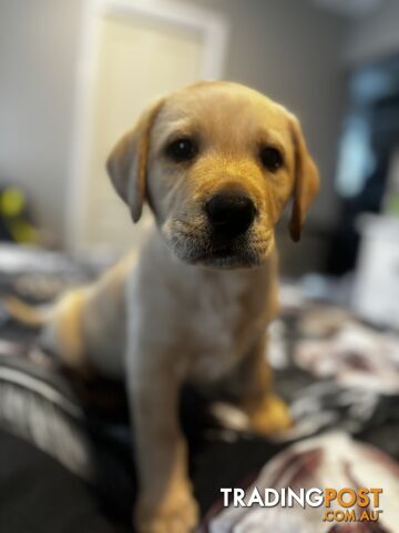 Purebred Labrador Puppies