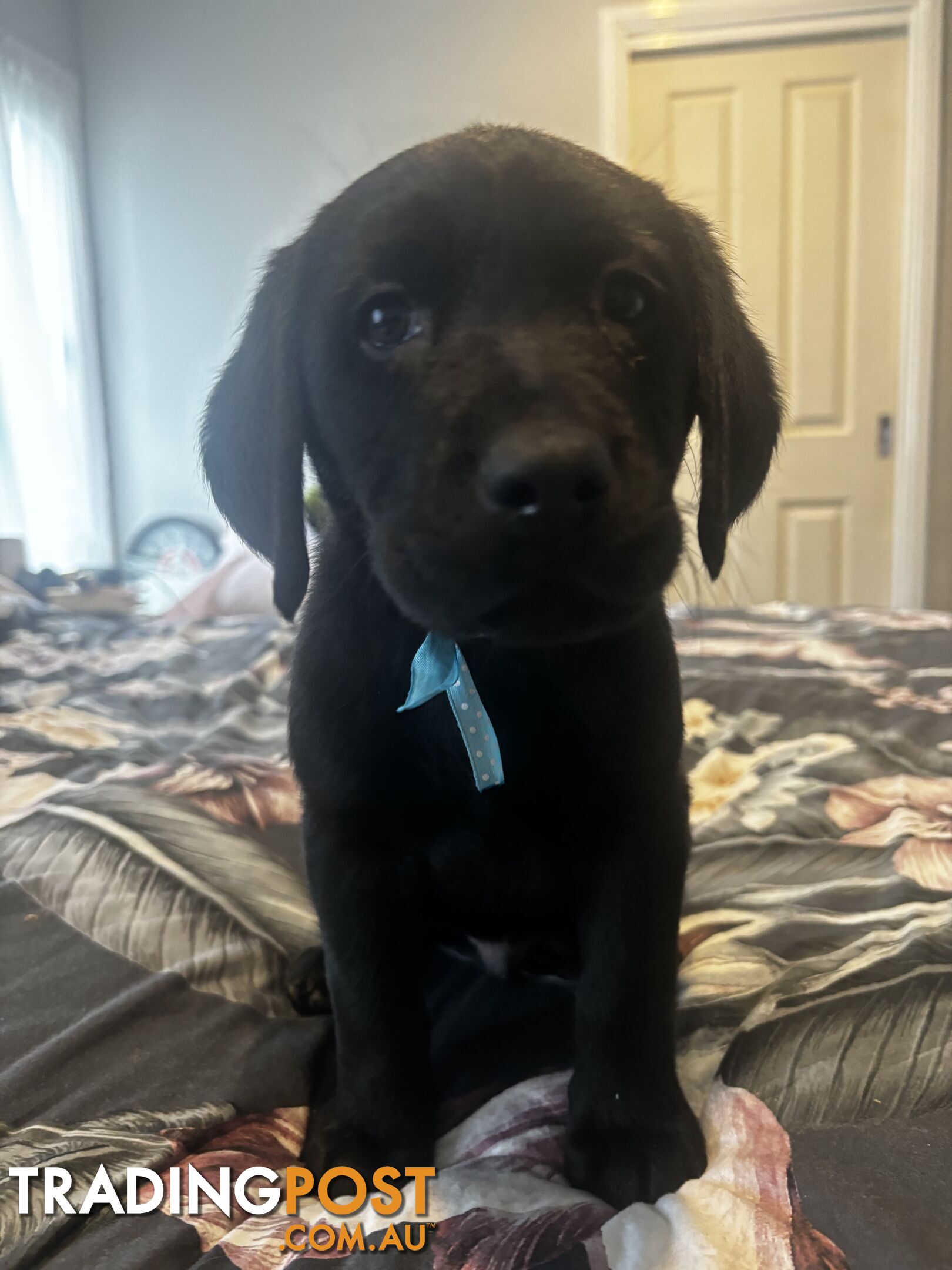 Purebred Labrador Puppies