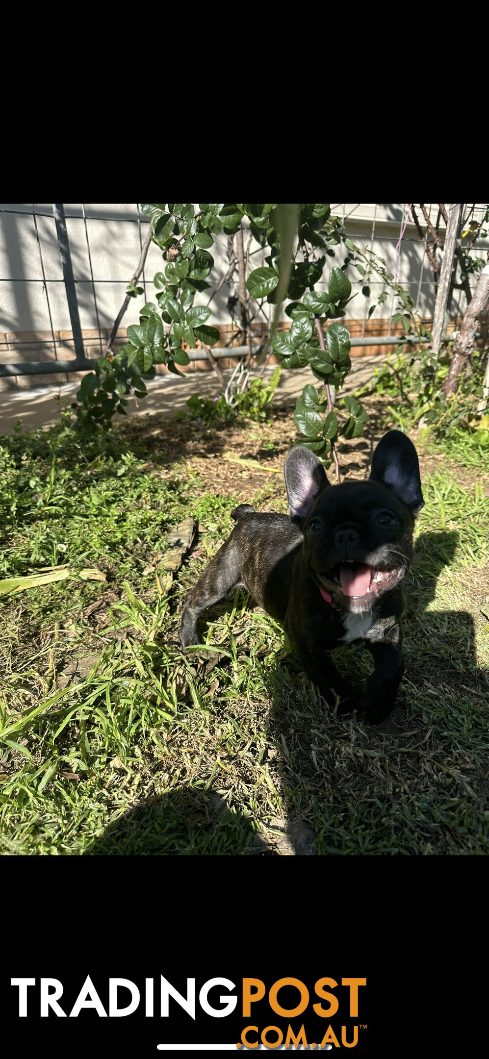 Purebred French bulldog Puppys ready to go to forever homes!
