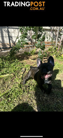 Purebred French bulldog Puppys ready to go to forever homes!