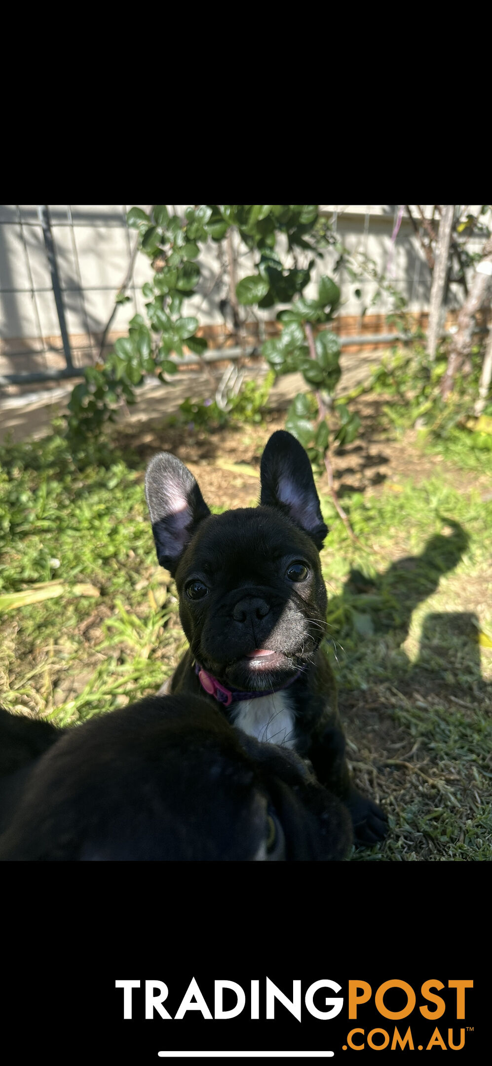 Purebred French bulldog Puppys ready to go to forever homes!